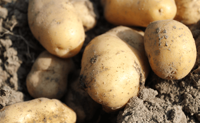 2019 Kartoffeln, Foto: Katharina Rohloff