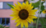 maygarten, Sonnenblume