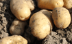 2019 Kartoffeln